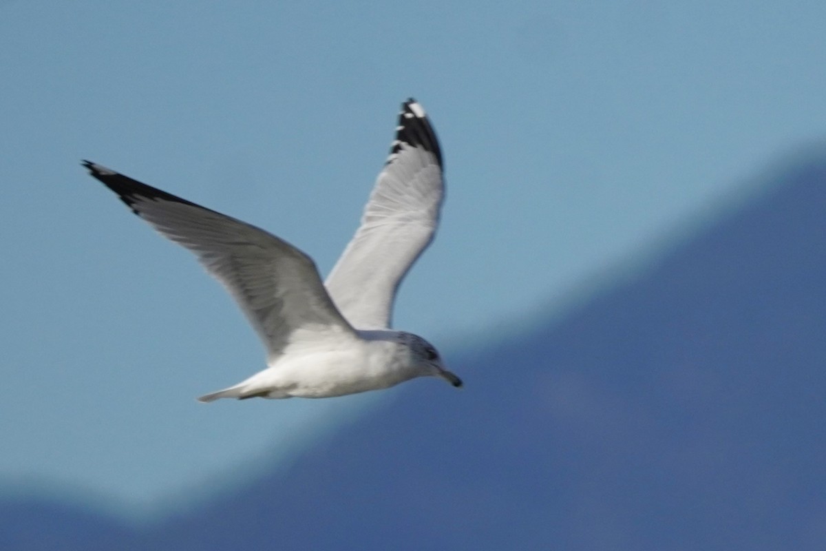 Ring-billed Gull - ML644190837