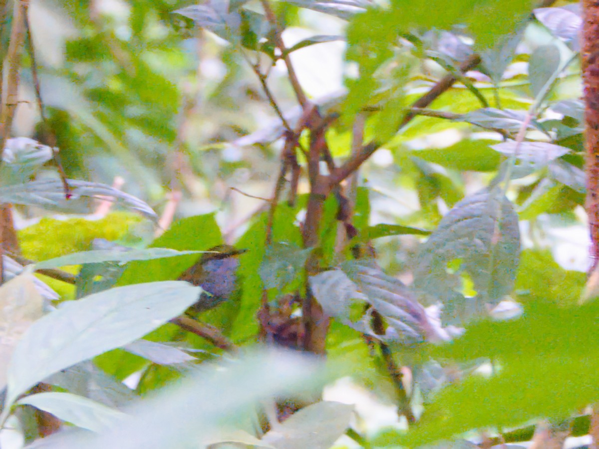 Gray-bellied Tesia - ML644190838