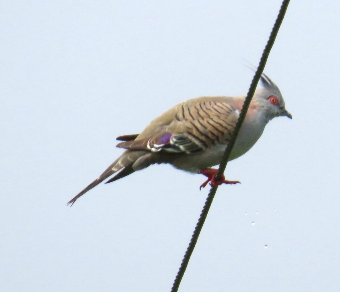 Spitzschopftaube - ML644190843