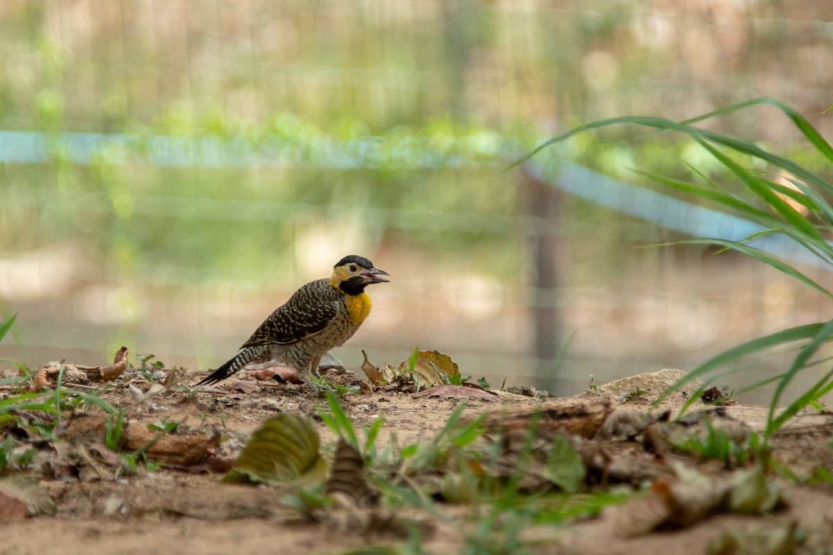 datel černočapkový - ML644190847