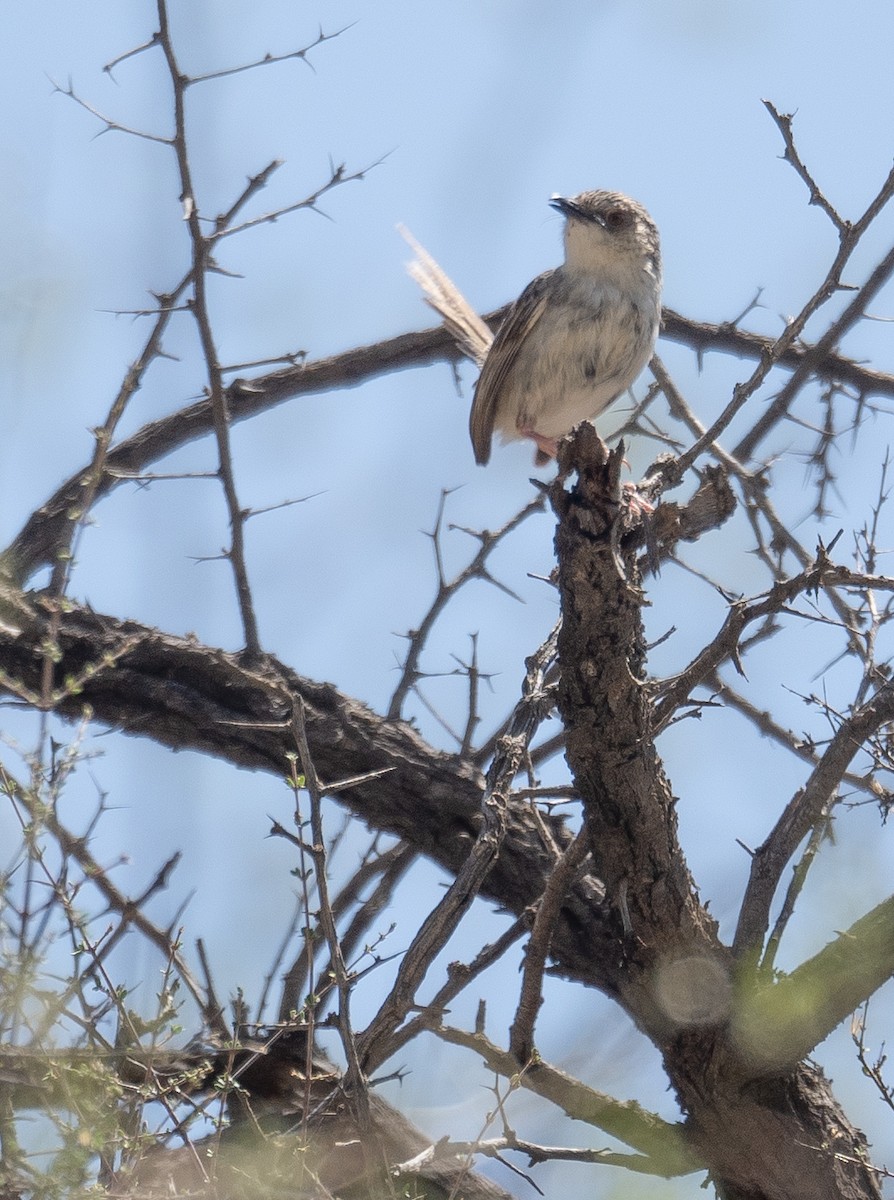 Striped Prinia - ML644190848