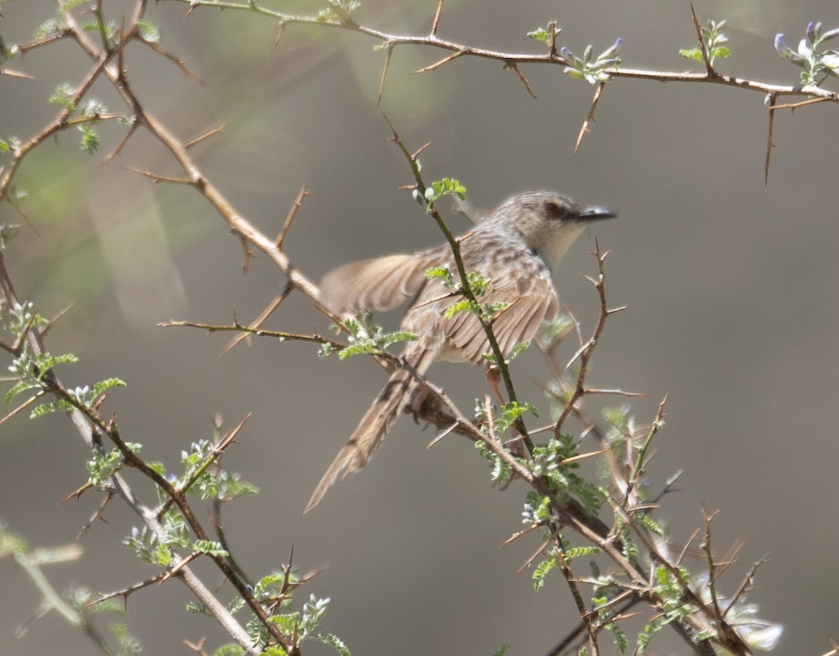 Striped Prinia - ML644190849