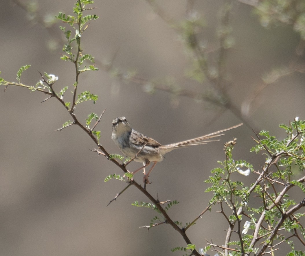 Striped Prinia - ML644190850