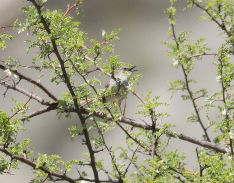Striped Prinia - ML644190851