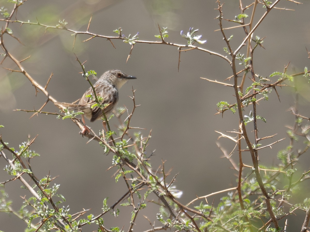 Striped Prinia - ML644190852