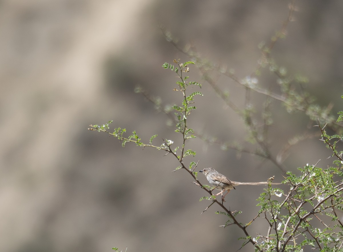 Striped Prinia - ML644190853