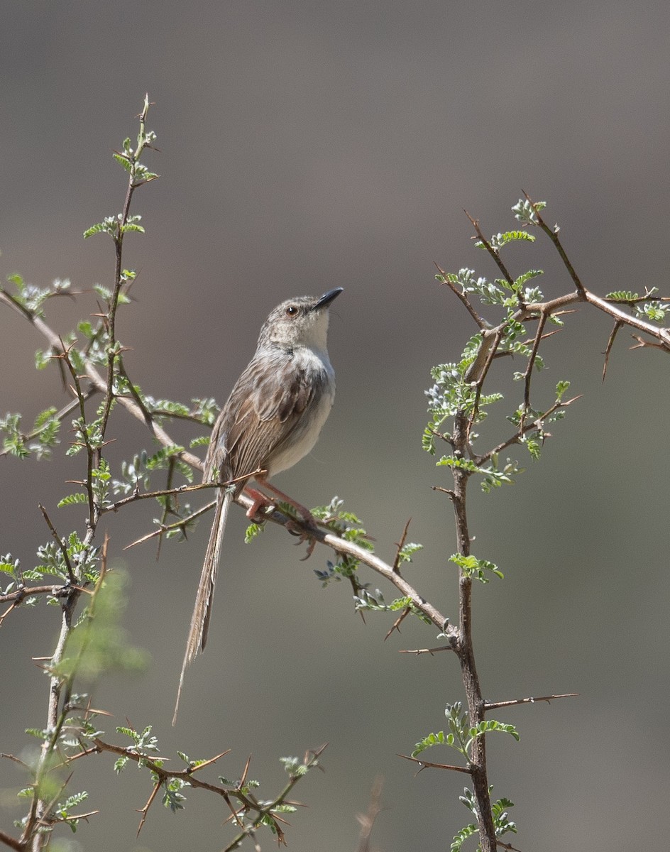 Striped Prinia - ML644190854
