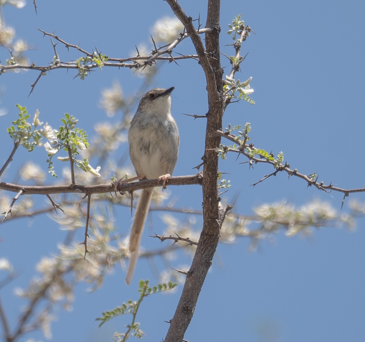 Striped Prinia - ML644190855