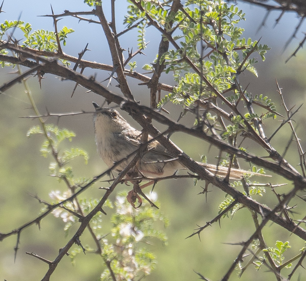 Striped Prinia - ML644190856