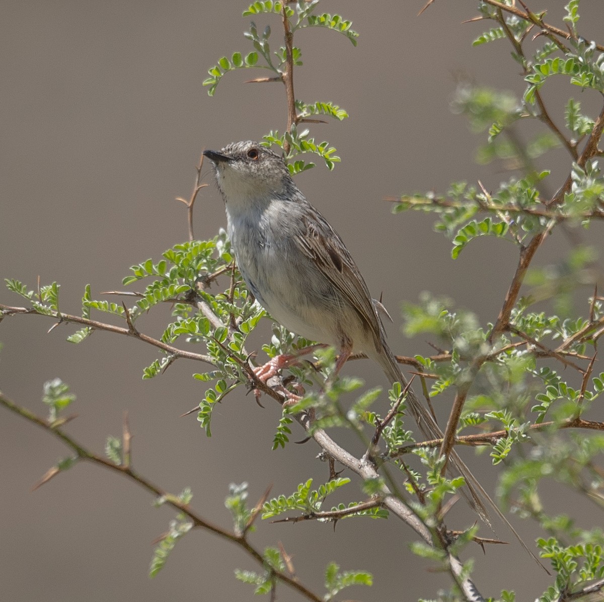 Striped Prinia - ML644190857