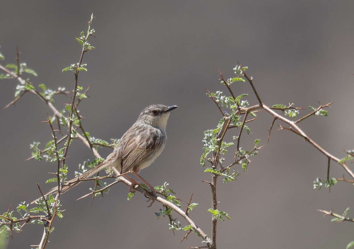 Striped Prinia - ML644190858