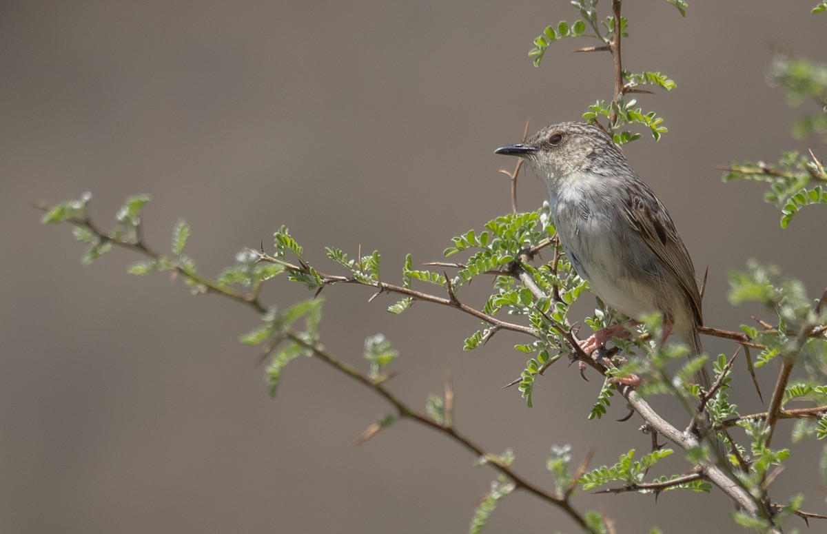 Striped Prinia - ML644190859