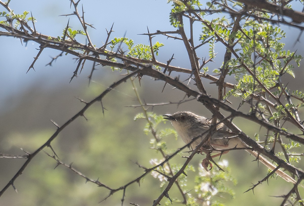 Striped Prinia - ML644190860
