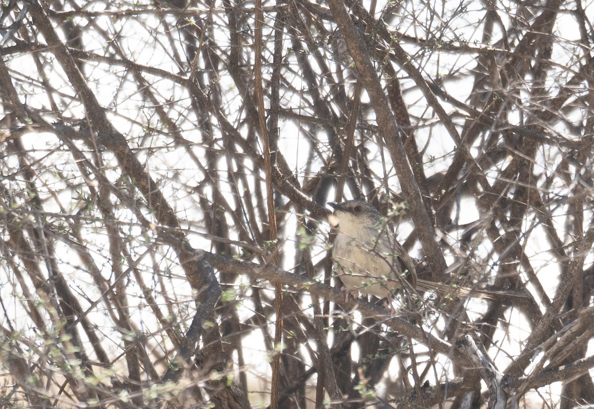 Striped Prinia - ML644190861
