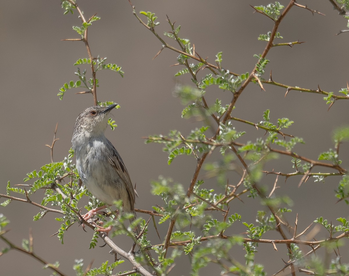 Striped Prinia - ML644190862