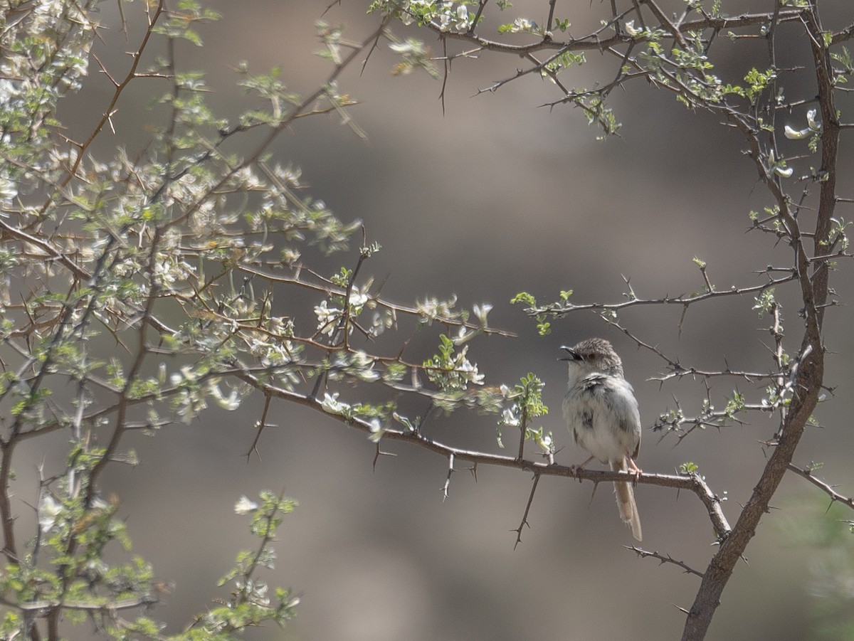 Striped Prinia - ML644190863
