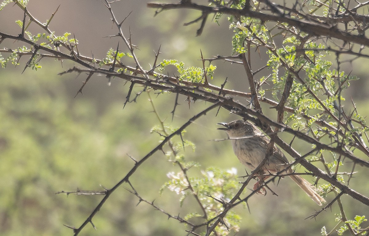 Striped Prinia - ML644190864