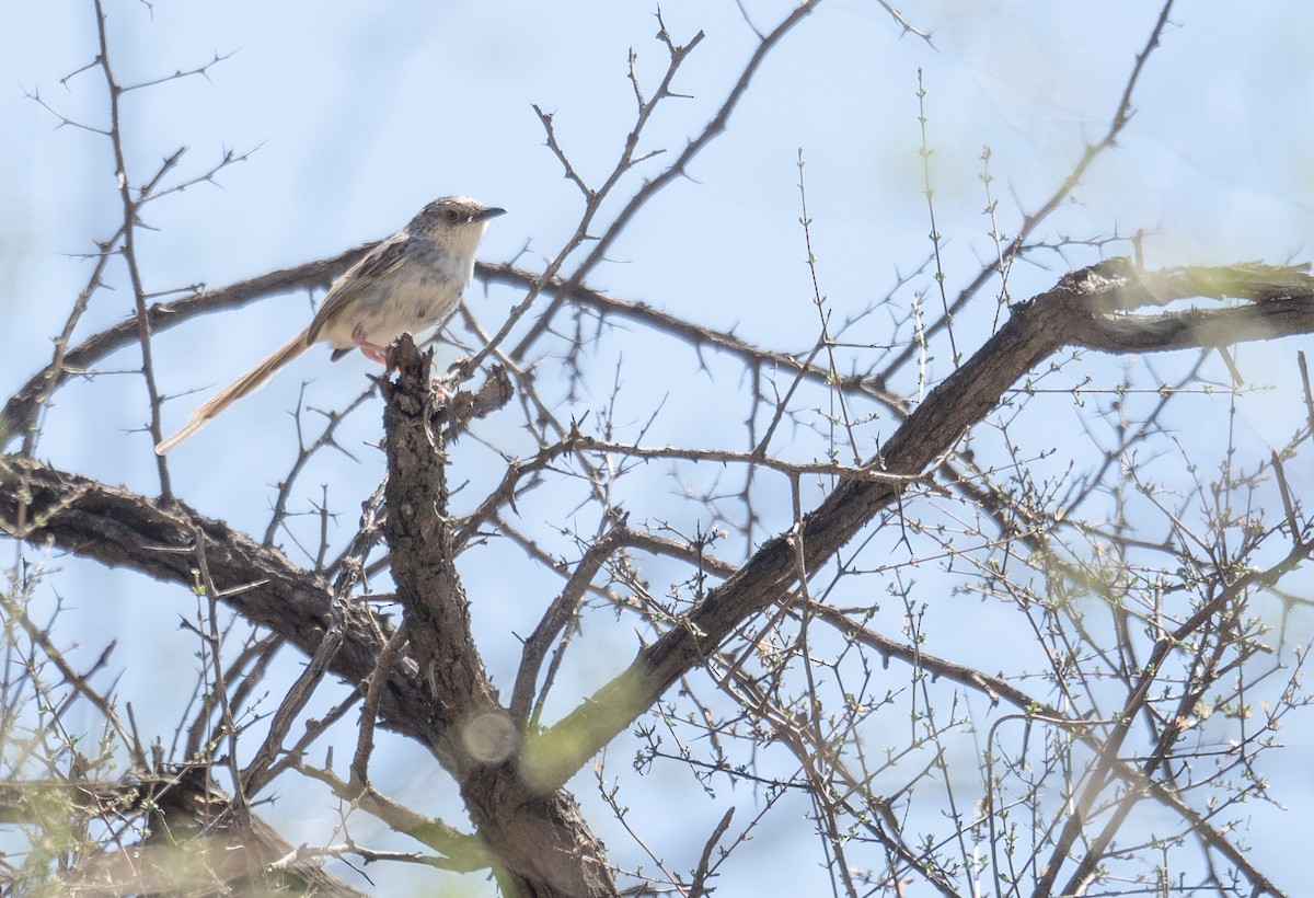 Striped Prinia - ML644190865