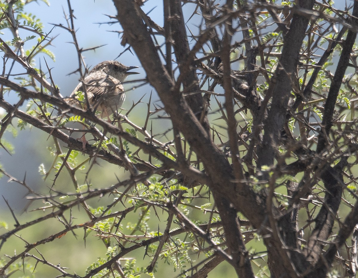Striped Prinia - ML644190866