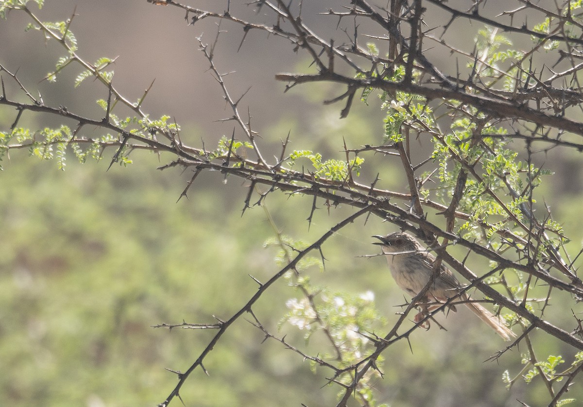 Striped Prinia - ML644190867