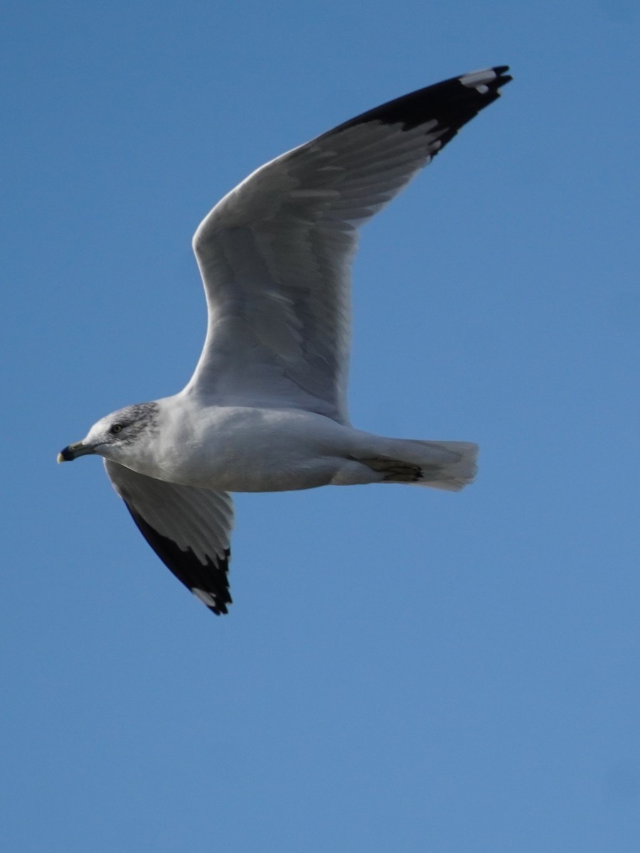 Ring-billed Gull - ML644190909