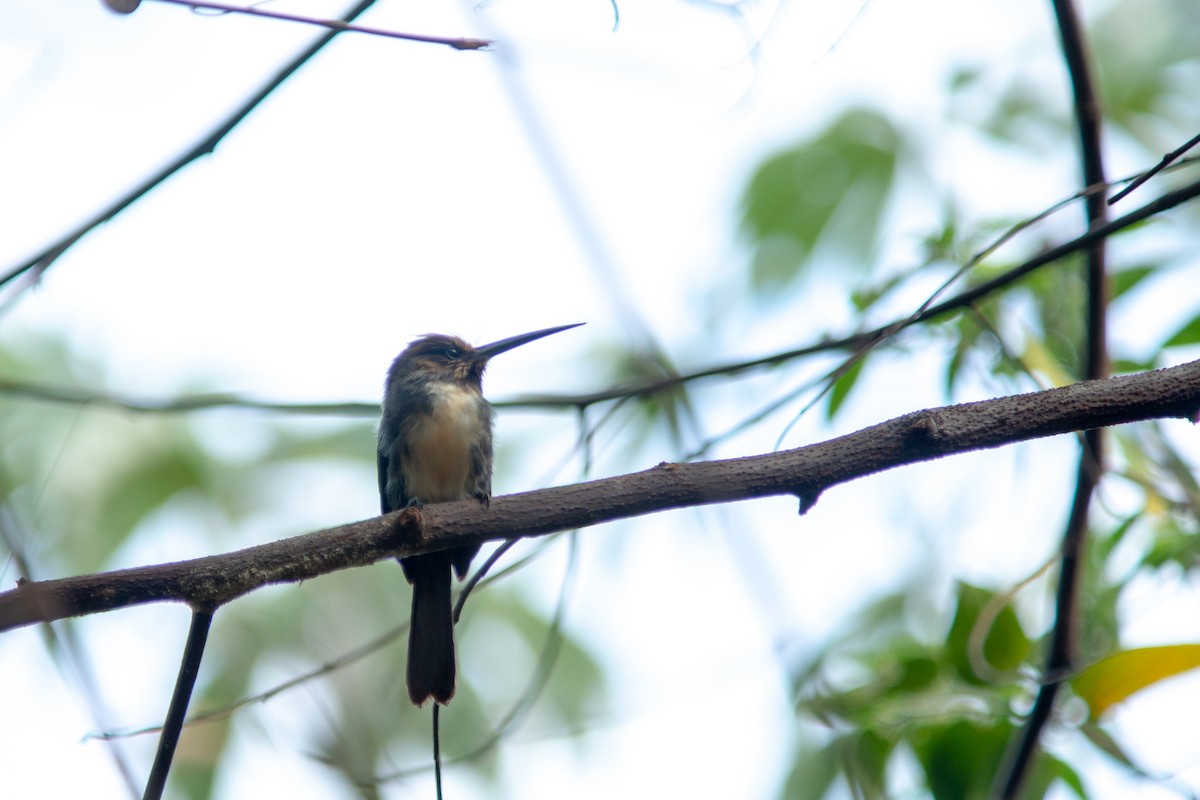 leskovec tříprstý - ML644190910