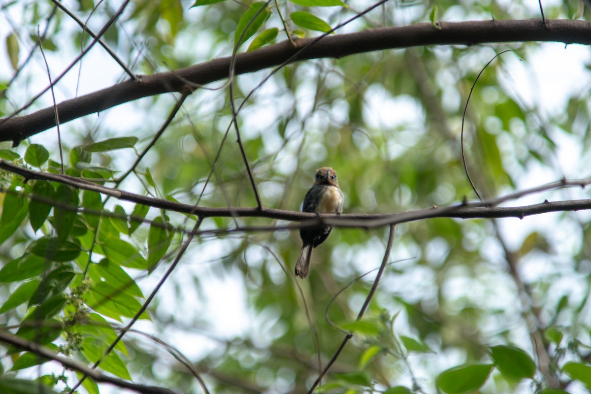 leskovec tříprstý - ML644190911