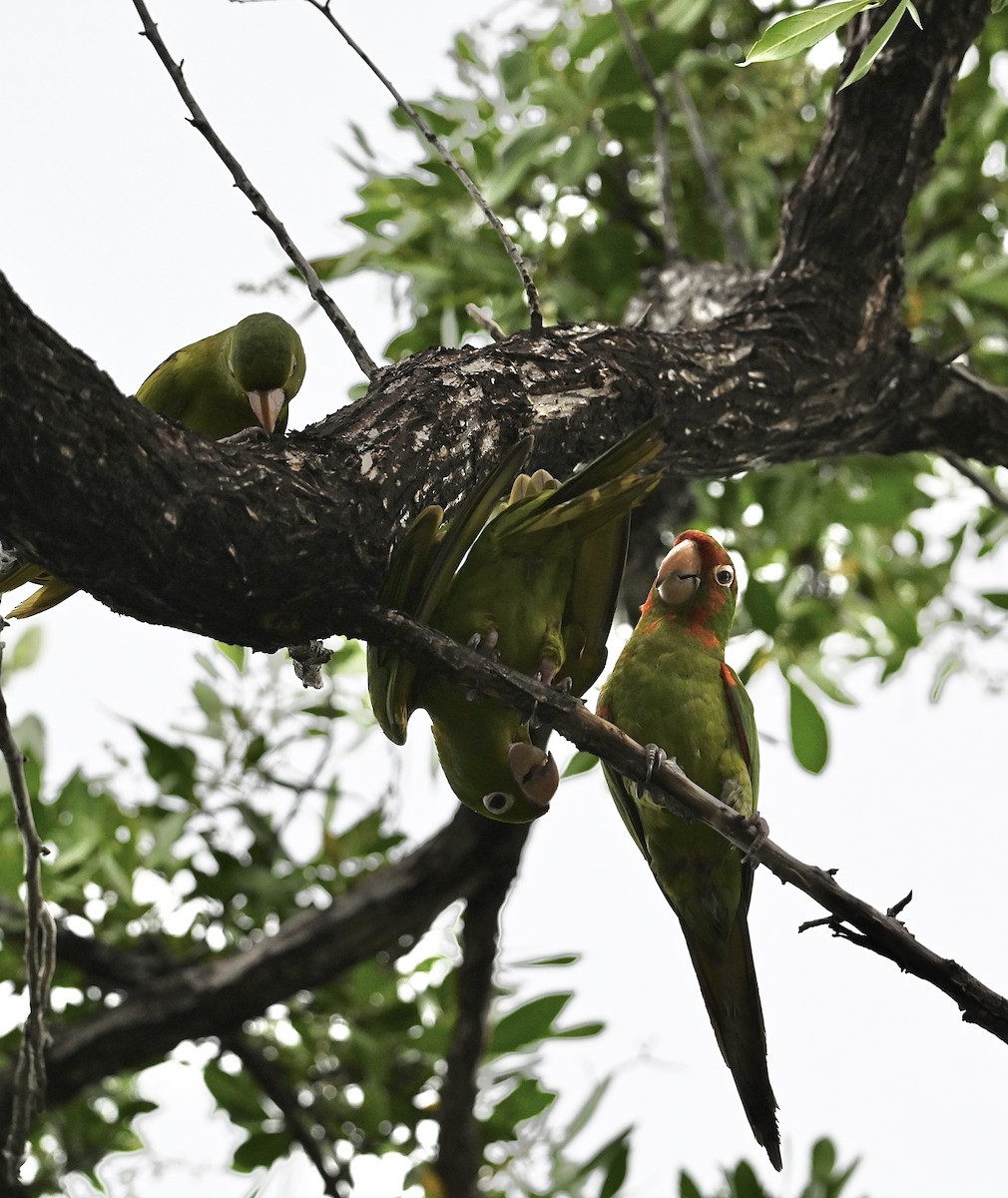 Psittacara sp. - ML644190917