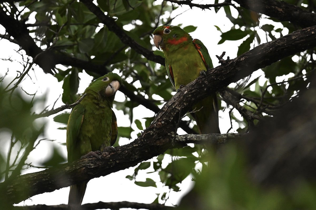 White-eyed Parakeet - ML644190918