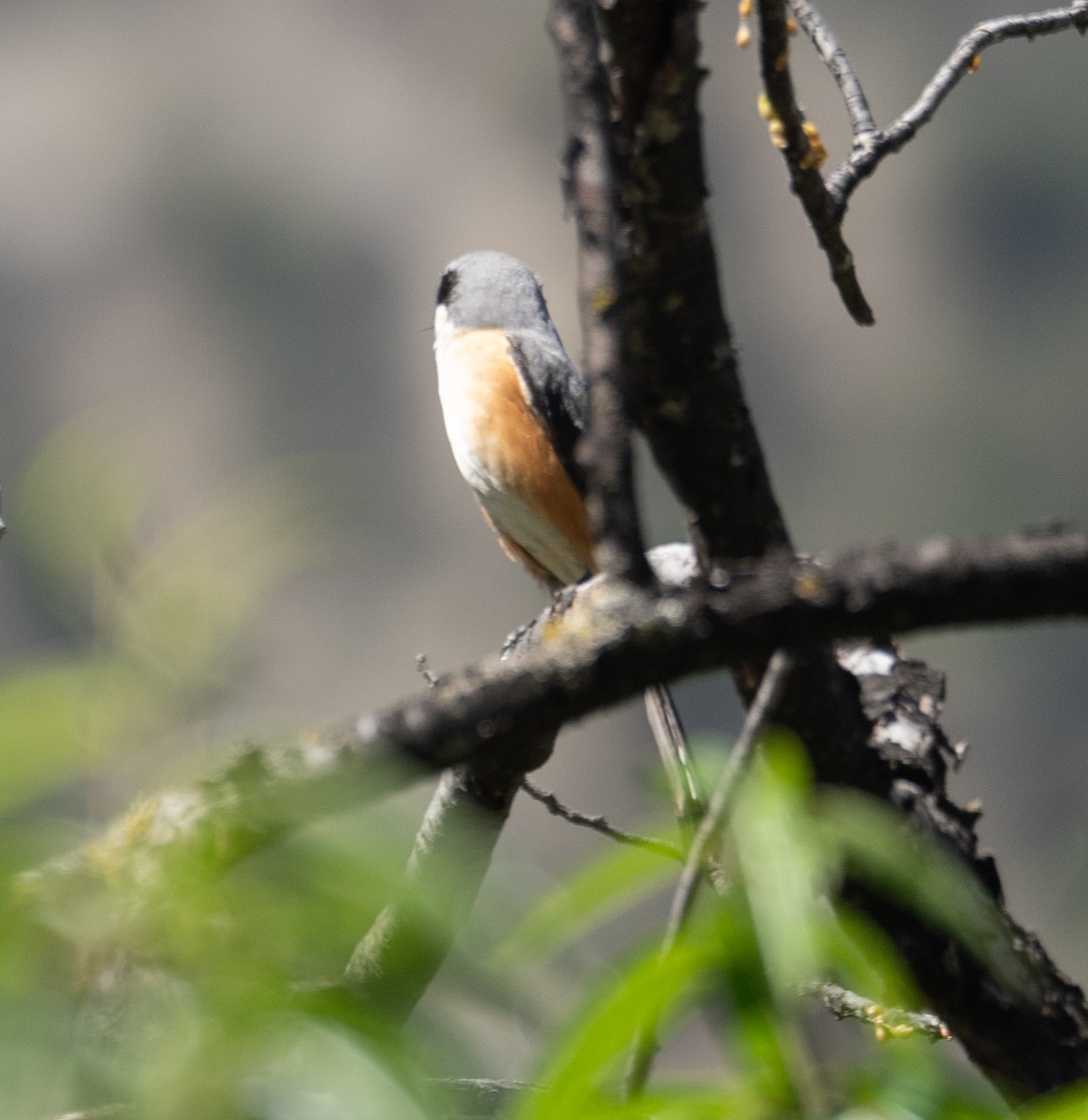 Gray-backed Shrike - ML644190922