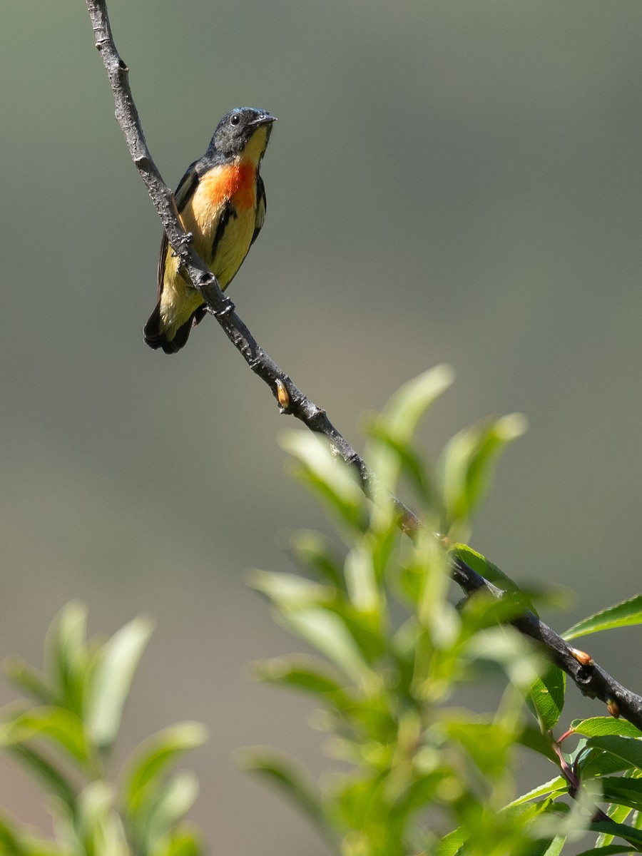Fire-breasted Flowerpecker - ML644190932