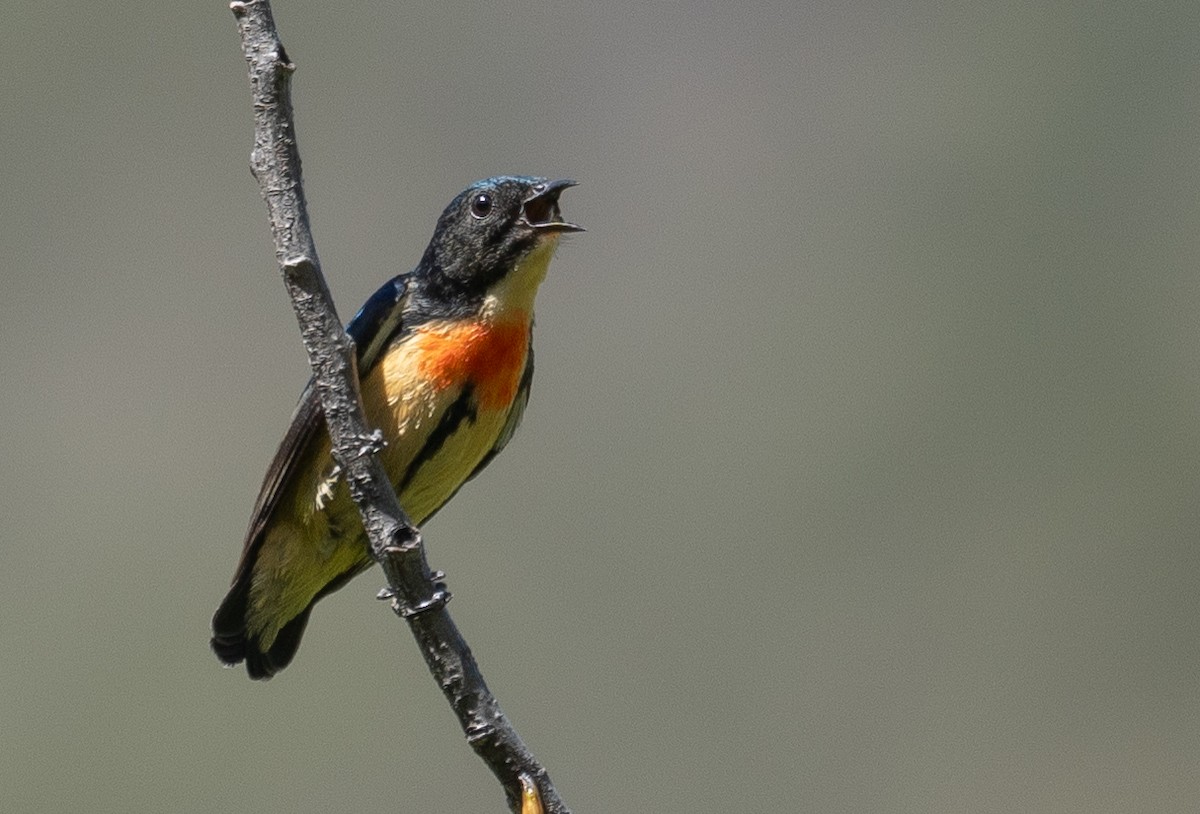 Fire-breasted Flowerpecker - ML644190933