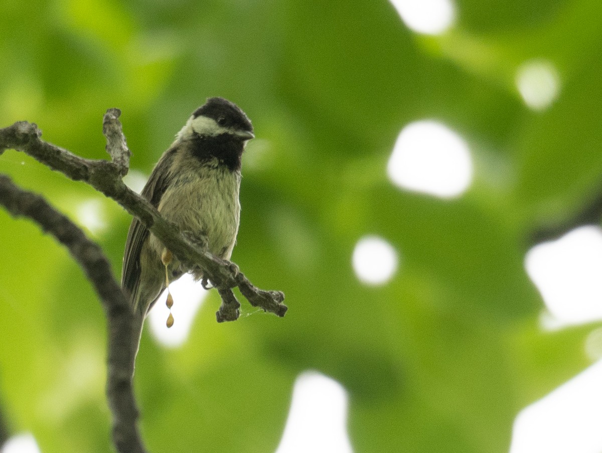 Black-bibbed Tit - ML644190960