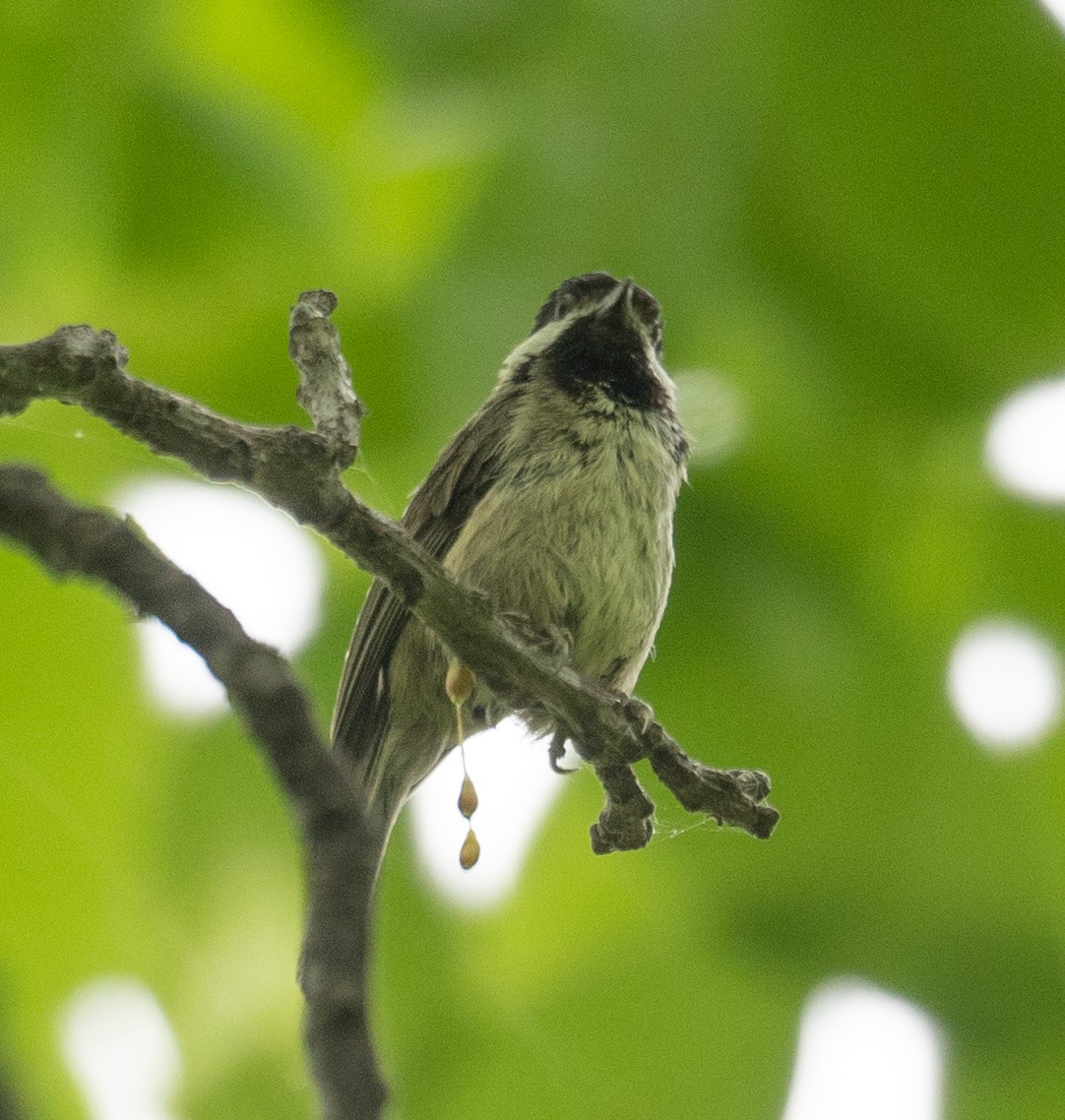 Black-bibbed Tit - ML644190961