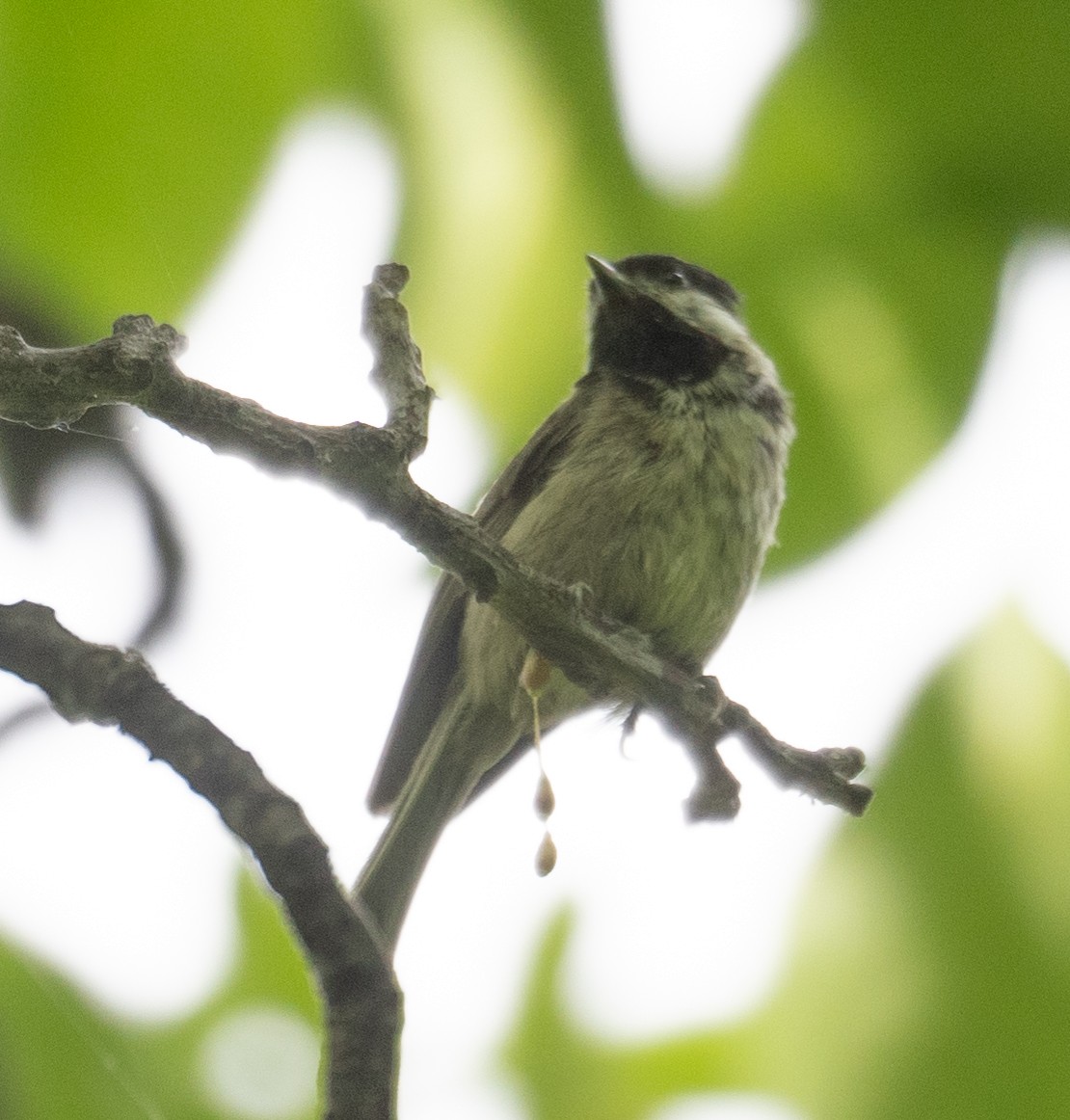 Black-bibbed Tit - ML644190963