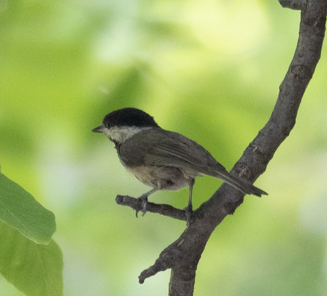 Black-bibbed Tit - ML644190964