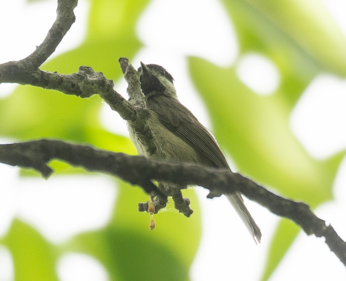 Black-bibbed Tit - ML644190965