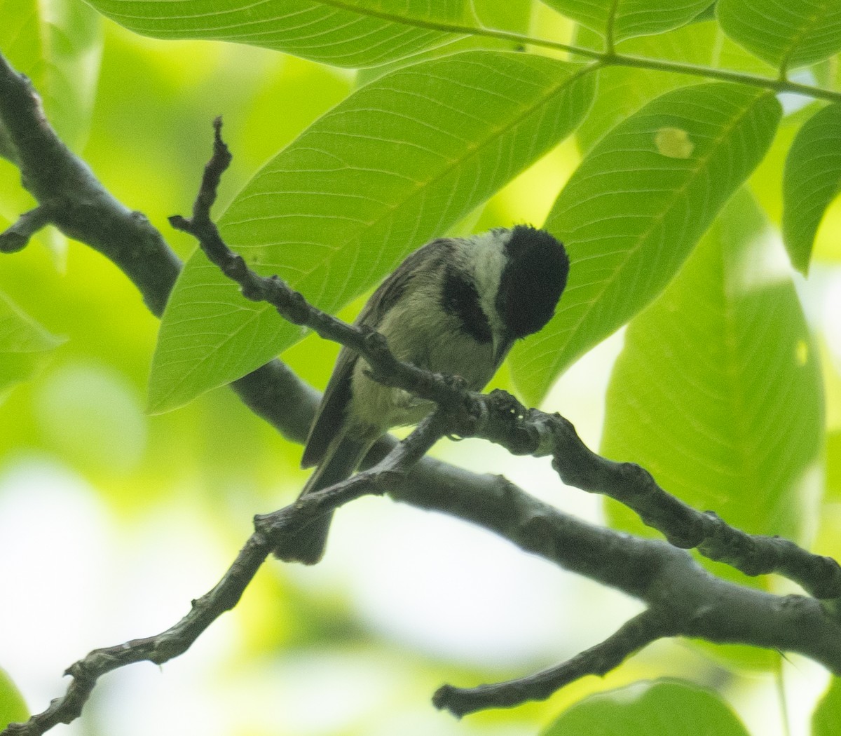 Black-bibbed Tit - ML644190966