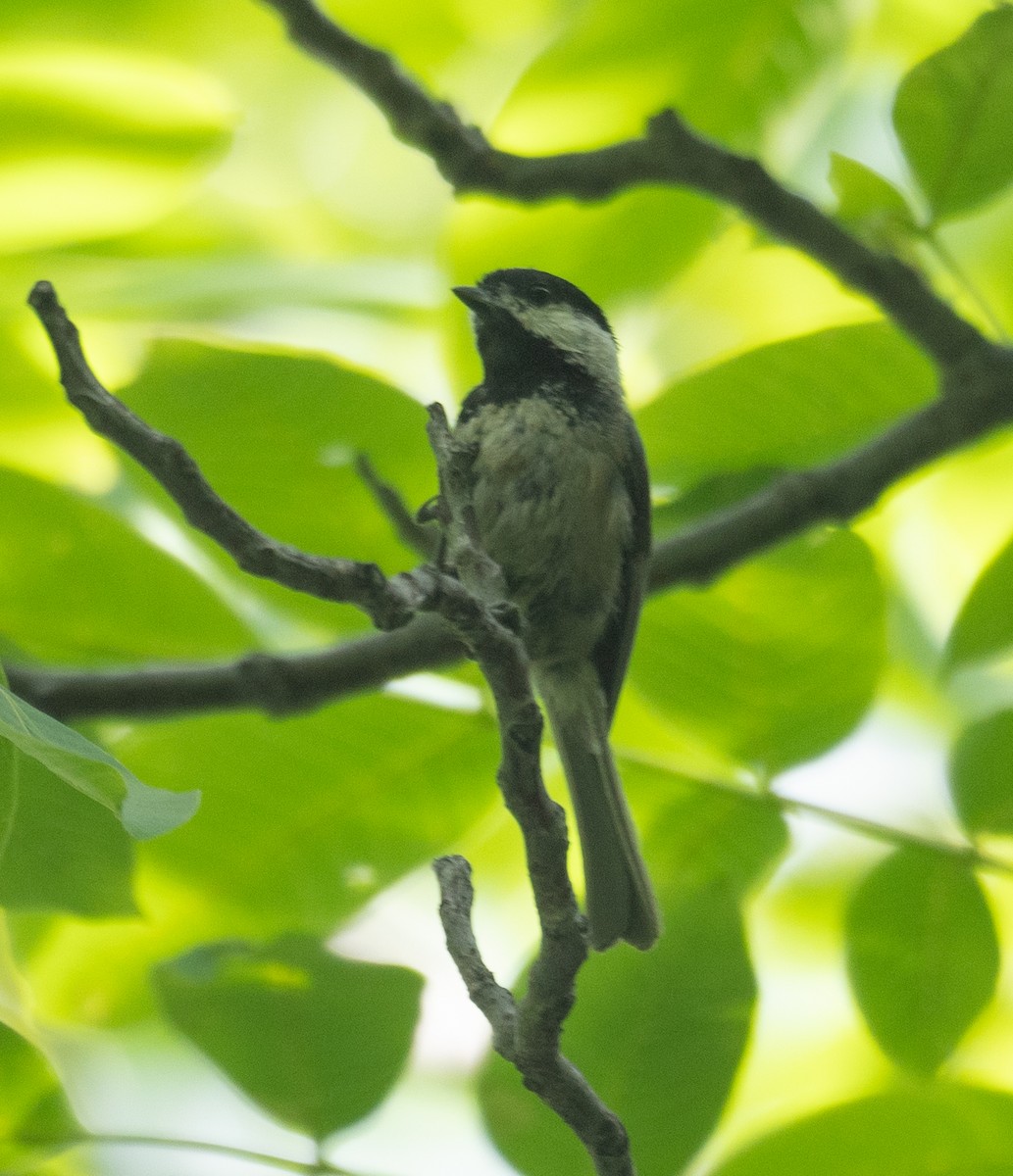 Black-bibbed Tit - ML644190967