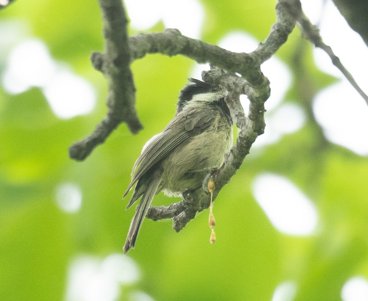 Black-bibbed Tit - ML644190968