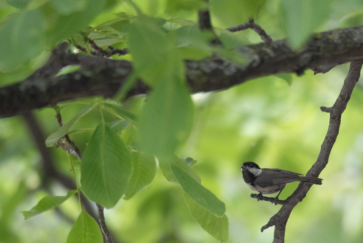Black-bibbed Tit - ML644190969