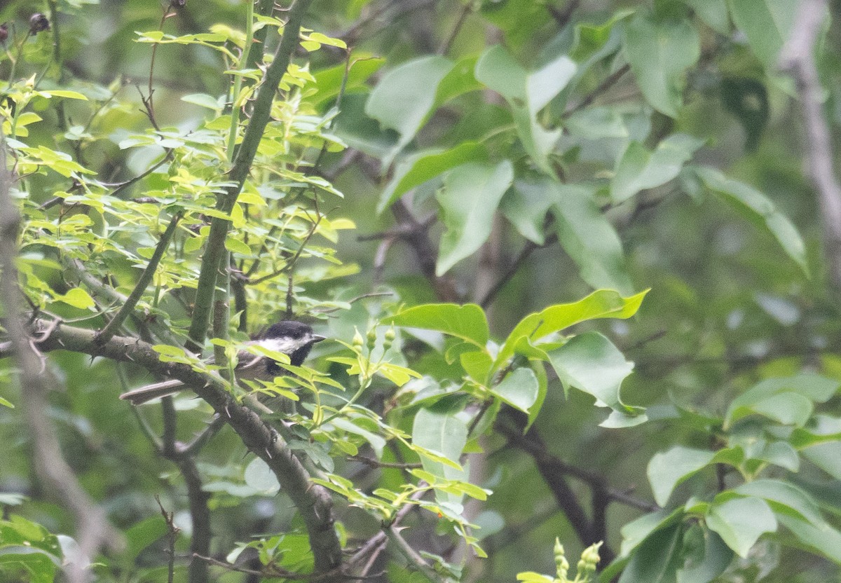 Black-bibbed Tit - ML644190970
