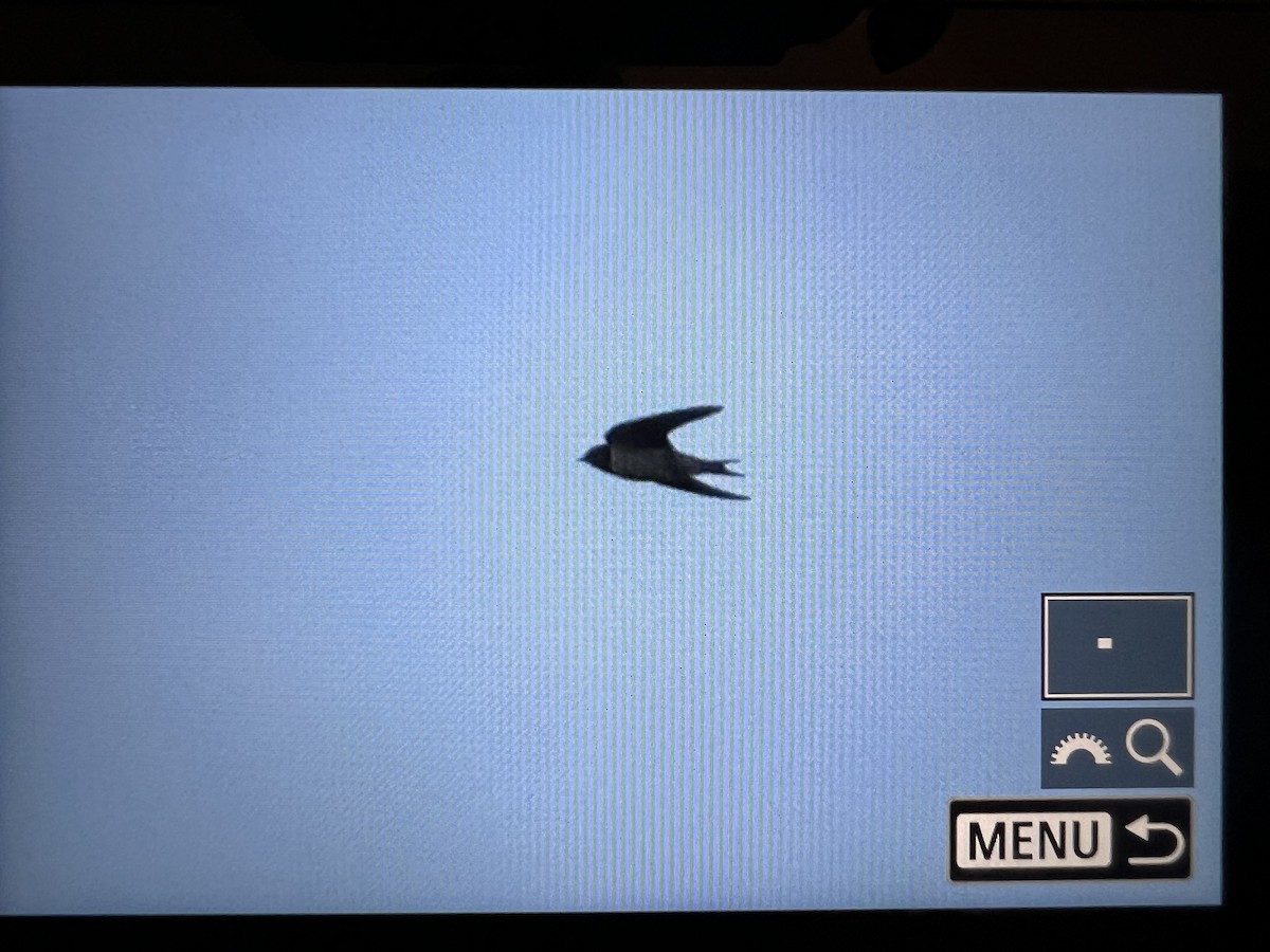 Barn Swallow - ML644190986