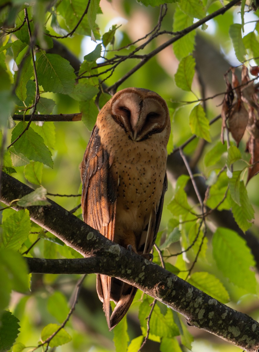American Barn Owl - ML644190988