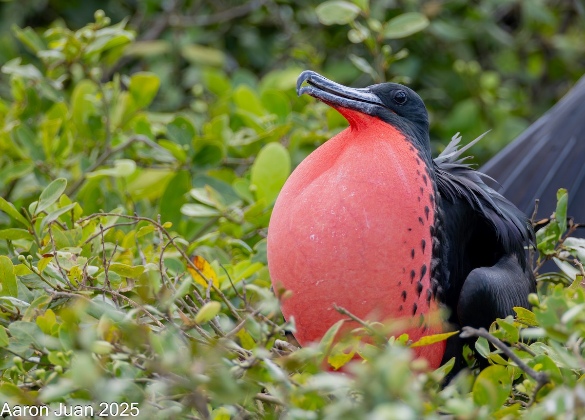 Magnificent Frigatebird - ML644190994