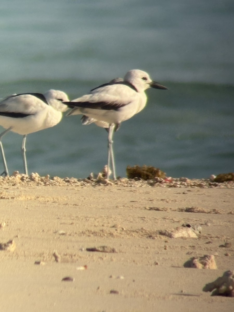 Crab-Plover - ML644191007