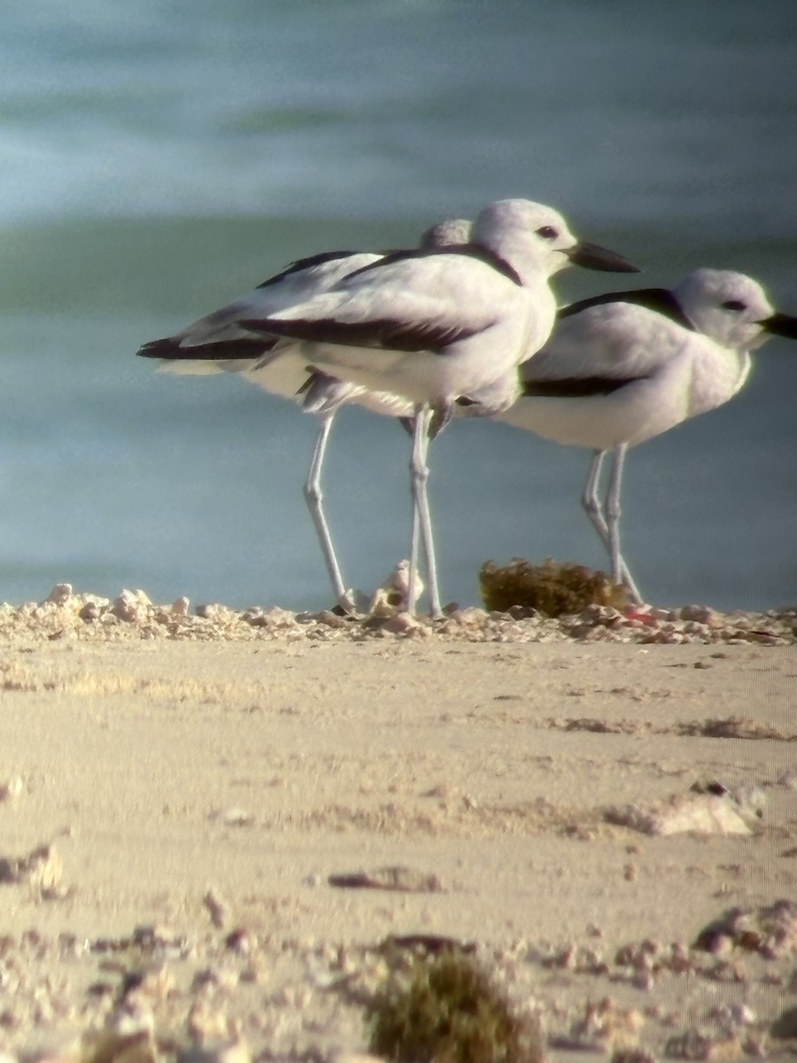 Crab-Plover - ML644191008