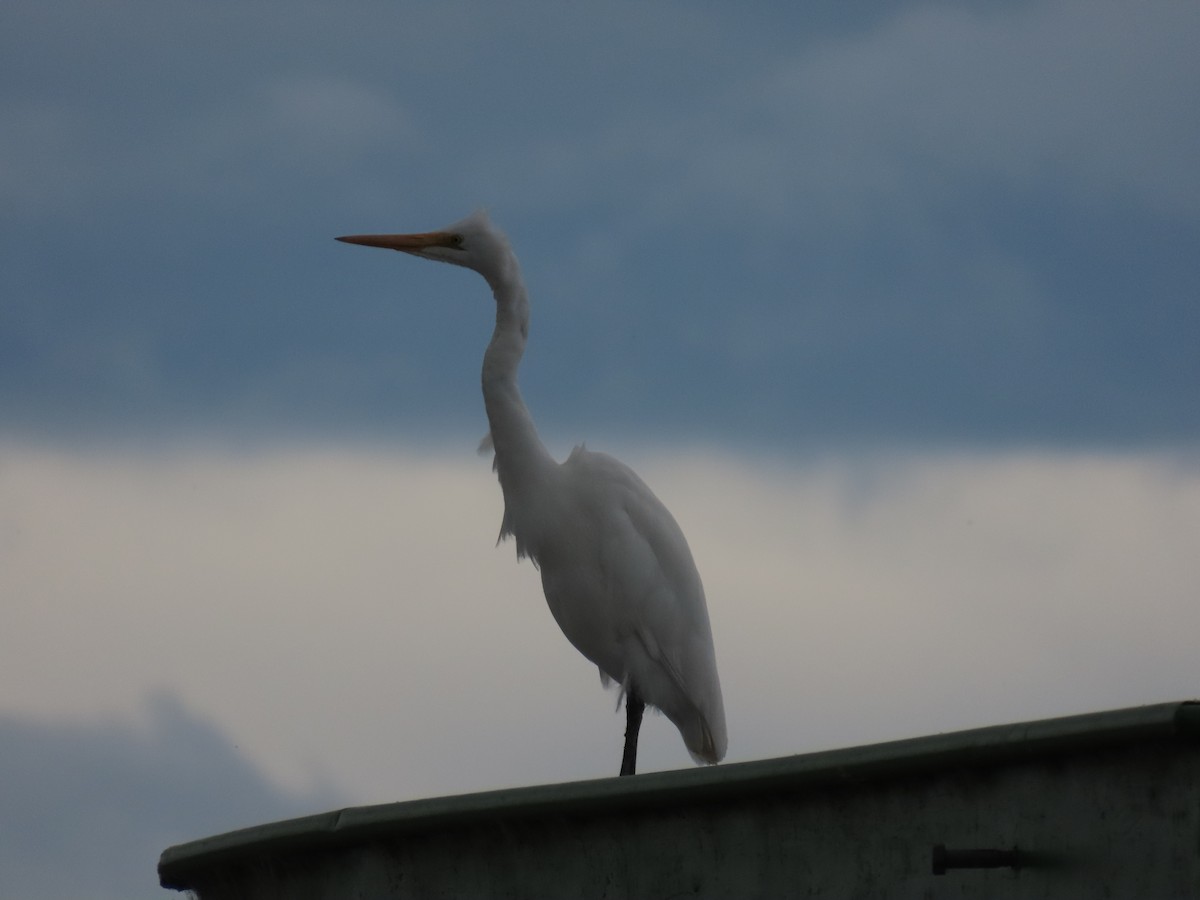 egretthegre - ML644191012