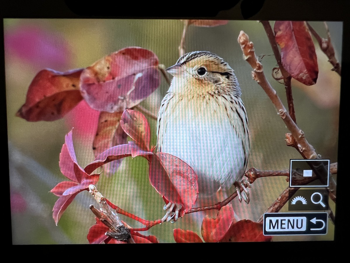 LeConte's Sparrow - ML644191016