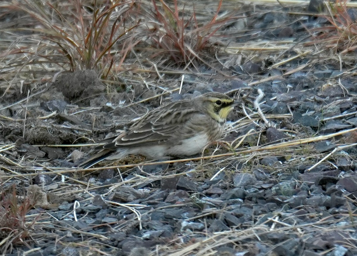 Horned Lark - ML644191018